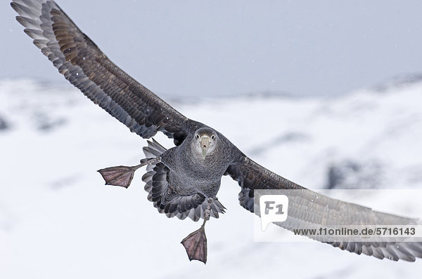 Riesensturmvogel (Macronectes giganteus)  Altvogel fliegt über Schnee  Half Moon Island  Südliche Shetlandinseln  Antarktis