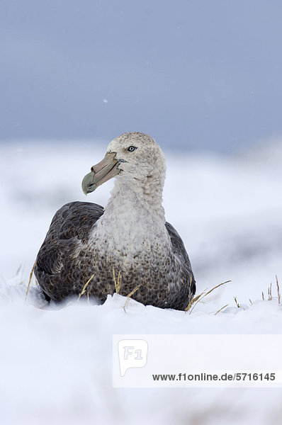 Riesensturmvogel (Macronectes giganteus)  Altvogel sitzt im Schnee  Half Moon Island  Südliche Shetlandinseln  Antarktis