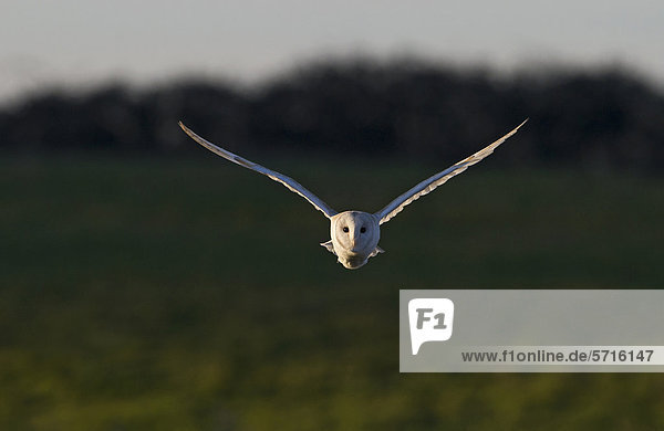 Schleiereule (Tyto alba)  ausgewachsener Vogel im Flug  auf der Jagd  North Norfolk  England  Großbritannien  Europa