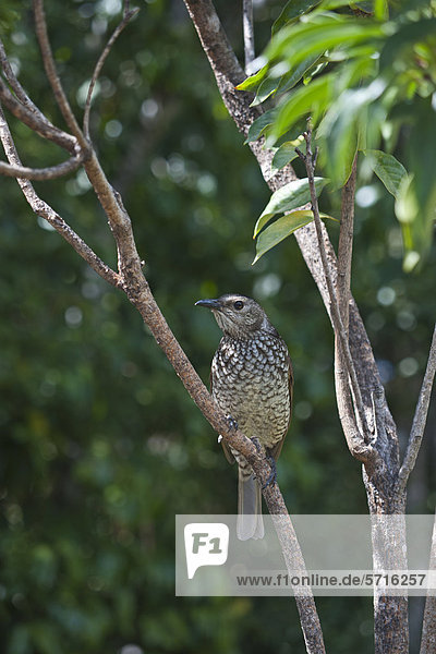 Gelbnacken-Laubenvogel (Sericulus chrysocephalus)  weiblicher Altvogel auf Zweig  O'Reilly  Lamington National Park  Queensland  Australien