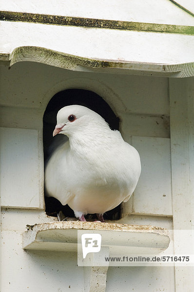 Taube (Columba sp.)  weiß mit Fächerschwanz  ausgewachsener Vogel steht am Eingang von einem Taubenschlag  Cornwall  England  Großbritannien  Europa