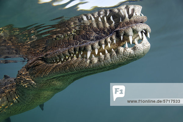 Leistenkrokodil  Salzwasserkrokodil oder Saltie (Crocodylus porosus)  Maul  Gebiss  Zähne  unter Wasser  dicht unter Oberfläche  Republik Kuba  Karibik  Karibisches Meer  Mittelamerika