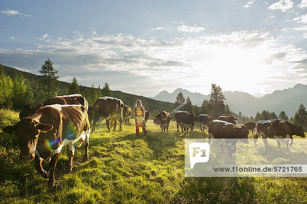 Austria  Salzburg County  Young woman walking in alpine meadow with cows