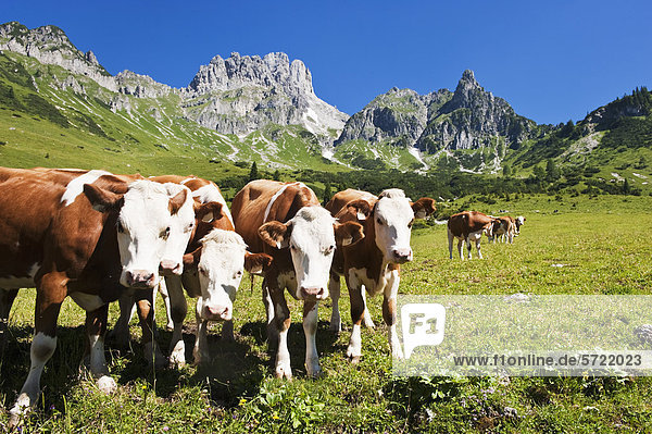 Österreich  Salzburger Land  Kühe auf der Alm vor dem Bischofsmutze