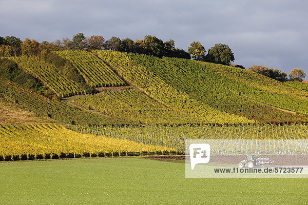 Deutschland Bayern Michelau im Steigerwald Blick auf den Weinberg