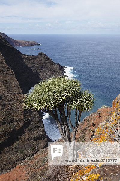 Spanien  La Palma  Ansicht der Kanarischen Inseln Drachenbaum