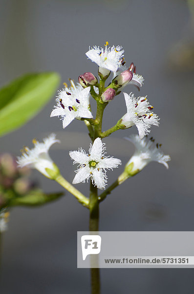 Blütenstand Fieberklee (Menyanthes trifoliata) in Teich