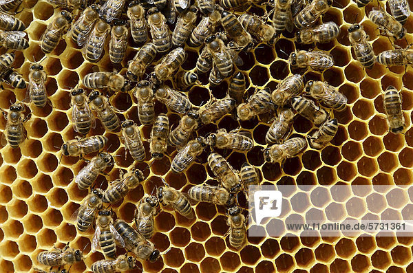 Honigbienen (Apis melifera var. carnica) auf Brutwabe mit frisch gelegten Eiern in Wabenzellen