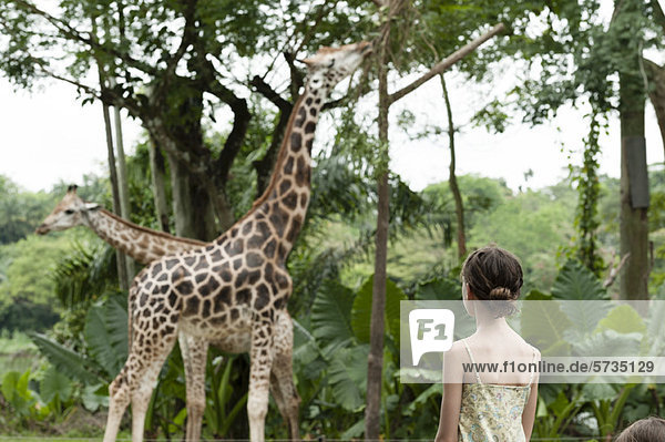Mädchen beobachtet Giraffen im Zoo