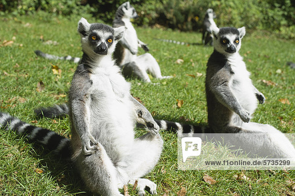 Ringelschwanz-Lemuren (Lemur catta)