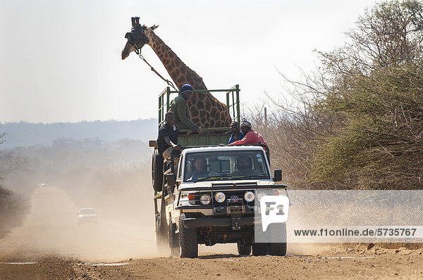 Giraffe (Giraffa camelopardalis)  animal transport  truck  Limpopo  South Africa  Africa