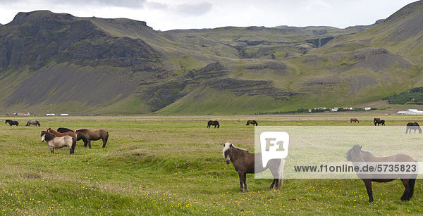 Islandpferde auf der Weide  Island