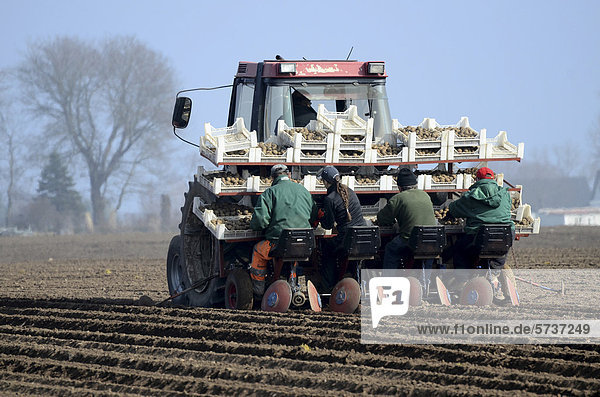 Tractor  early potato planting in March in south Sweden  Europe