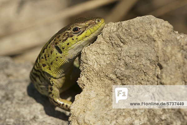 Balkan wall lizard (Podarcis tauricus  Podarcis taurica)  northern Bulgaria  Bulgaria  Europe