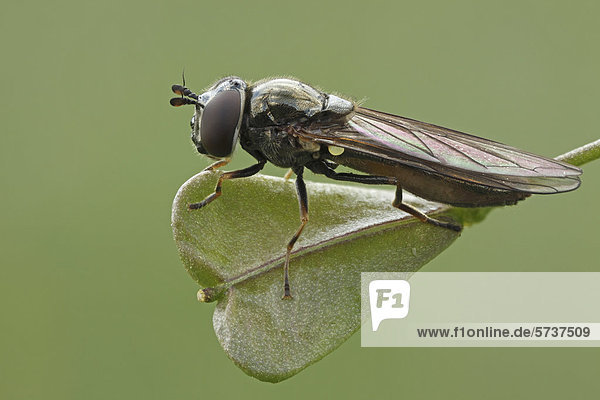 Schwebfliege (Syrphidae)  Hessen  Deutschland  Europa