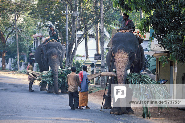 Asian or Asiatic elephant (Elephas maximus)  working elephant with mahouts at Thrissur  Kerala  South India  India  Asia