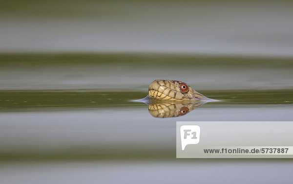 Diamant-Schwimmnatter (Nerodia rhombifer rhombifer)  ausgewachsene Schlage schwimmt in einem See  Dinero  Stausee Lake Corpus Christi  Süd-Texas  USA