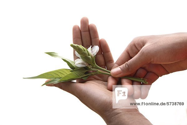 Woman's hands holding malabar flower                                                                                                                                                                
