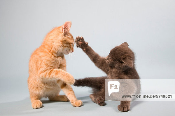 Zwei Katzen spielen kämpfend