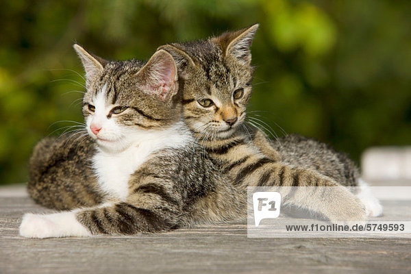 Zwei Katzen auf dem Zaun