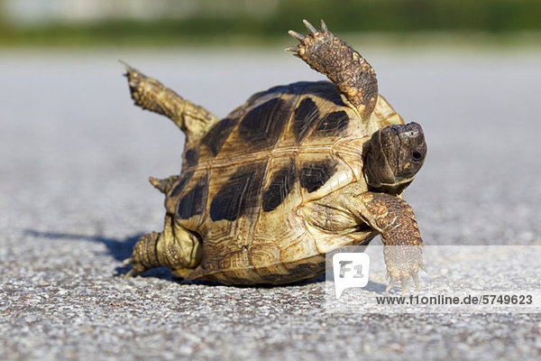 Schildkröte auf der Straße