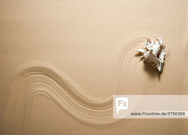 Seemuschel macht Wellenlinie auf Sand