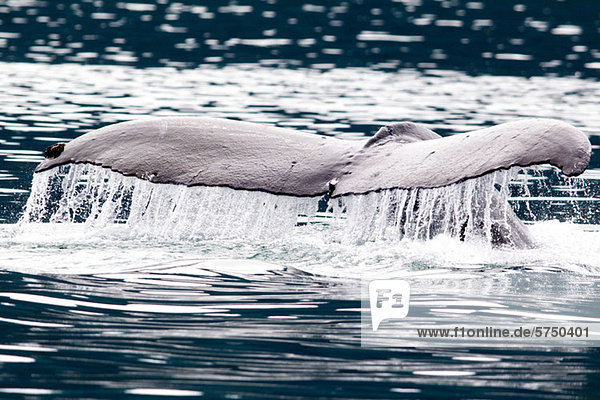 Schwanz des Buckelwals