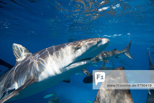 Closeup of Caribbean Reef Shark