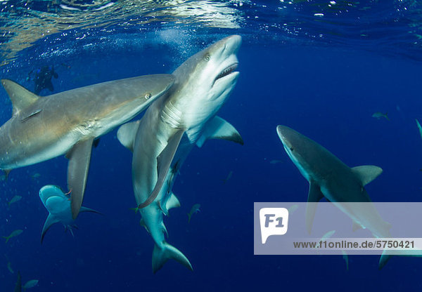 Fütterung von Karibischen Riffhaien