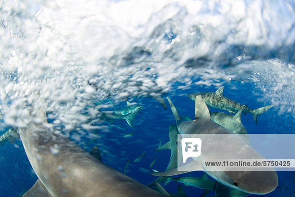 Frenzy of Caribbean Reef Sharks