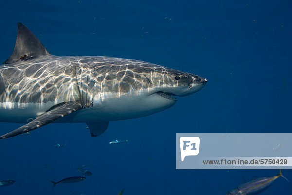 Great White Shark  Mexico.