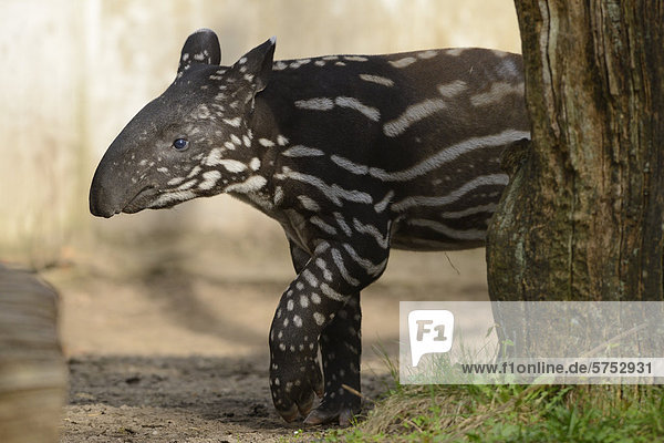 Junger Schabrackentapir (Tapirus indicus)