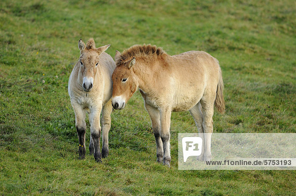 Zwei Przewalski-Pferde (Equus ferus przewalskii) auf einer Wiese