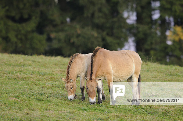Zwei Przewalski-Pferde (Equus ferus przewalskii) grasen auf einer Wiese