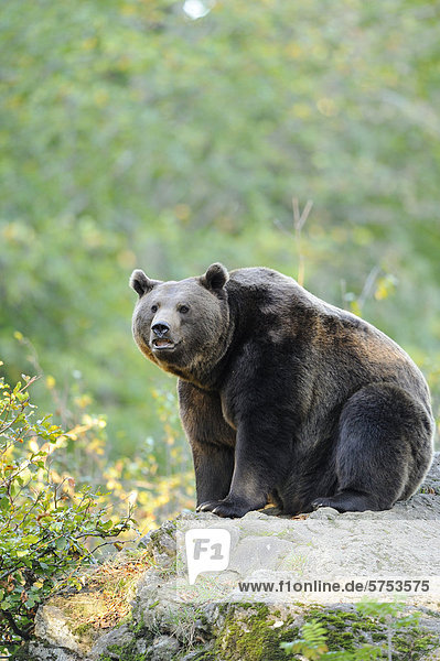 Sitzender Europäischer Braunbär (Ursus arctos arctos)
