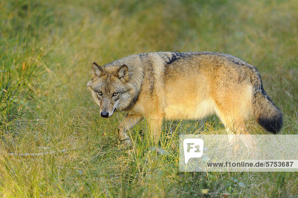 Stehender Europäischer Grauwolf (Canis lupus lupus)