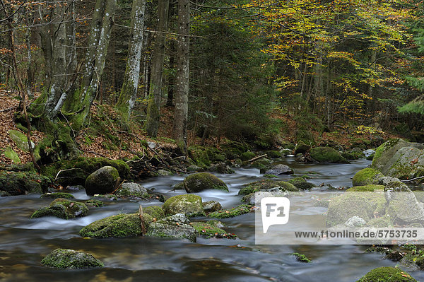 Kleine Ohe im Herbst  Bayerischer Wald  Deutschland