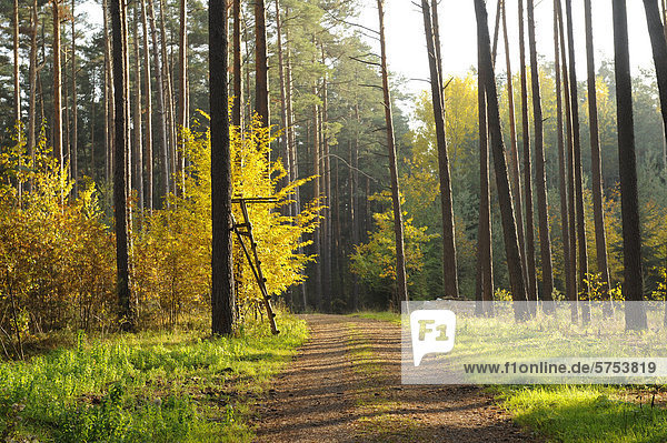 Wald mit Wanderweg im Herbst