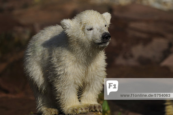 Stehender junger Eisbär (Ursus maritimus)