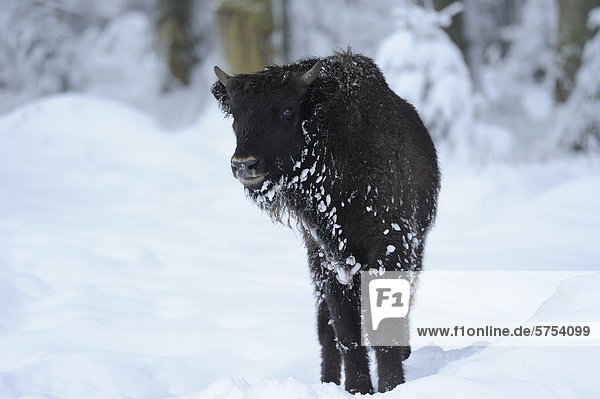Junger Wisent (Bison bonasus) im Schnee