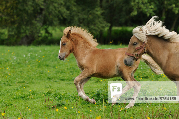 Zwei Welsh-Ponies rennen auf einer Weide