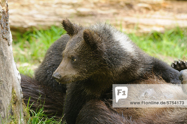 Junger liegender Braunbär (Ursus arctos) mit Mutter