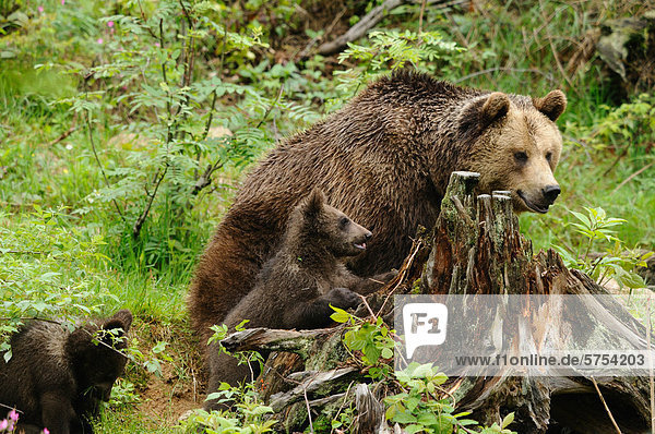 Europäische Braunbären (Ursus arctos arctos)  Mutter mit Jungen