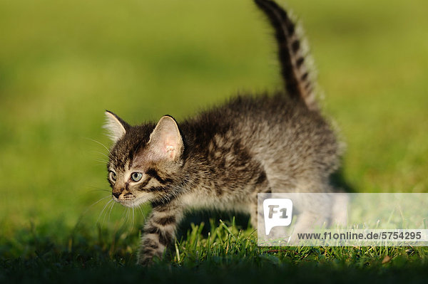 Junge Katze schleicht im Gras