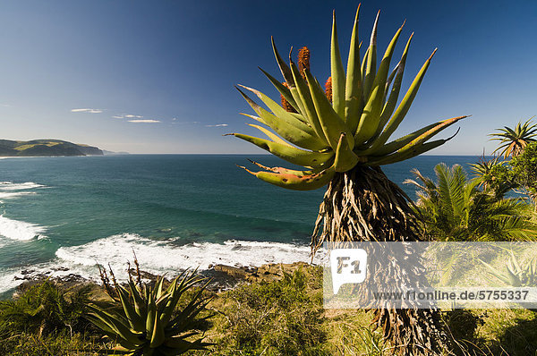 Küste  blühende Kap-Aloe (Aloe ferox)  Wild Coast oder Transkei  Ostkap  Südafrika  Afrika
