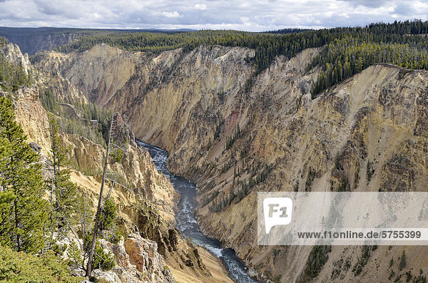 Grand Canyon of the Yellowstone River  Blick vom Brink of Lower Falls flussabwärts  North Rim  Yellowstone National Park  Wyoming  USA