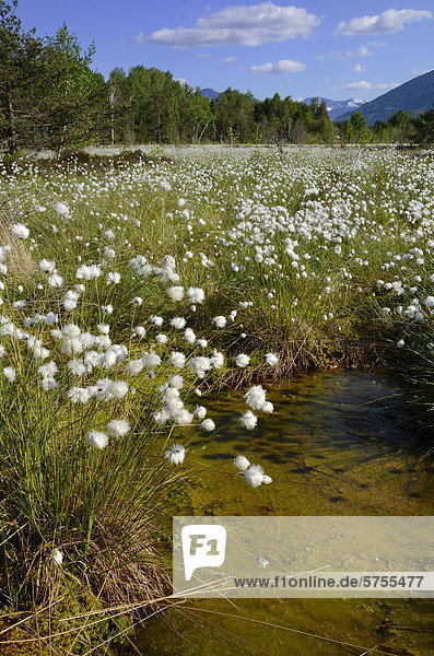 Verlandeter Moorteich mit Scheiden-Wollgras (Eriophorum vaginatum) Grundbeckenmoor bei Rosenheim Voralpenland Bayern Deutschland Europa