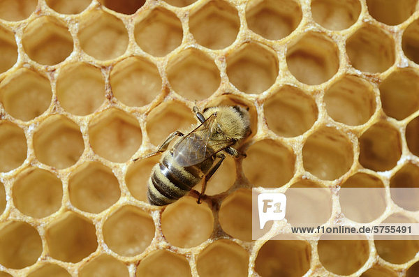 Honigbiene (Apis mellifera var carnica)  Arbeiterin auf Wabe mit Bienenlarven bei Abgabe von Futtersaft