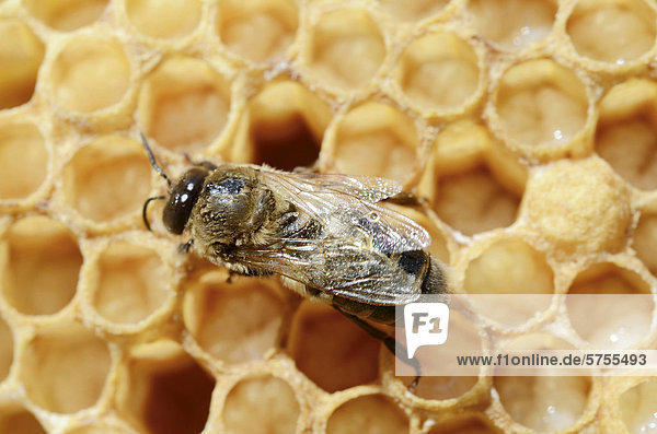 Honigbiene (Apis mellifera var carnica)  Drohne (Apis mellifera var carnica) auf Drohnenbrut  Larven kurz vor Verpuppung