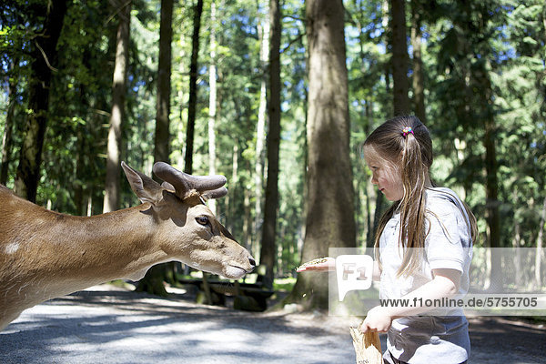 Dreijähriges Mädchen füttert mit der Hand Damwild im Wald  Wildpark Poing  Bayern  Deutschland  Europa